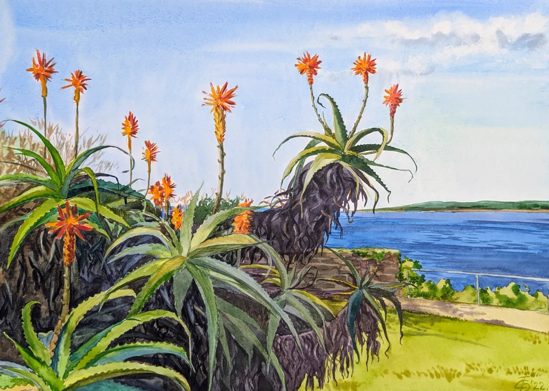 Aloe blossom. Cronulla. - 1