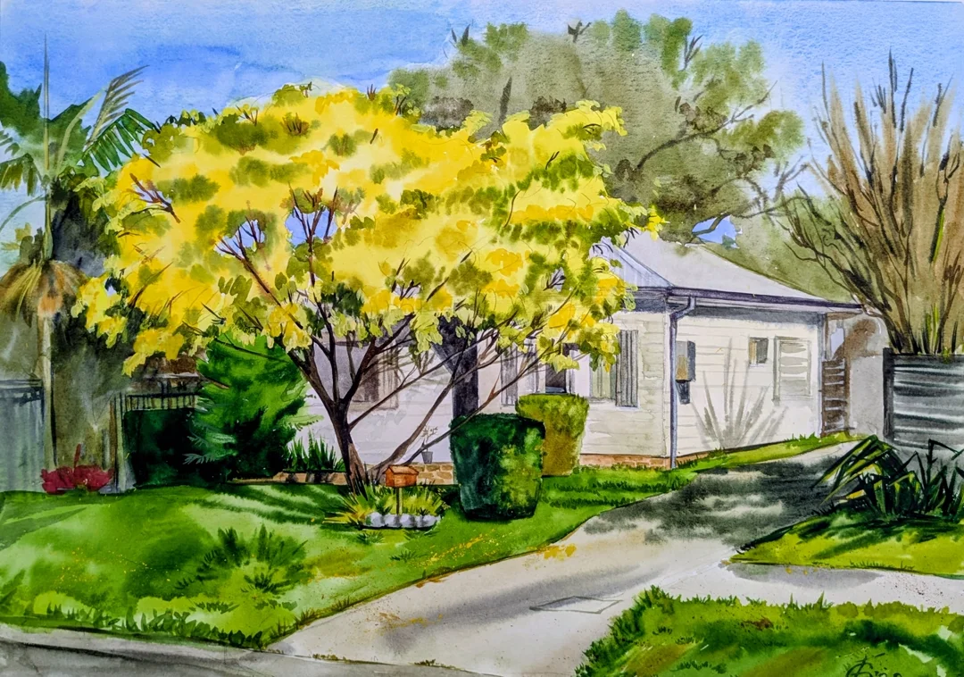 Golden Wattle (Gymea) - 1