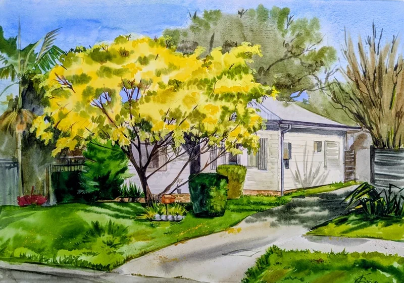 Golden Wattle (Gymea)