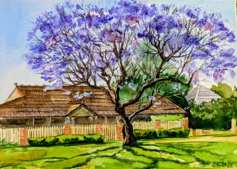 Jacaranda tree (Gymea)