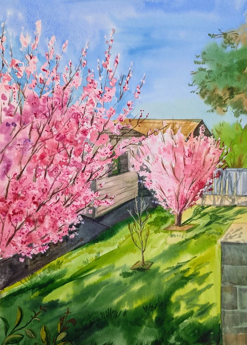 Sakura blossom (Gymea)